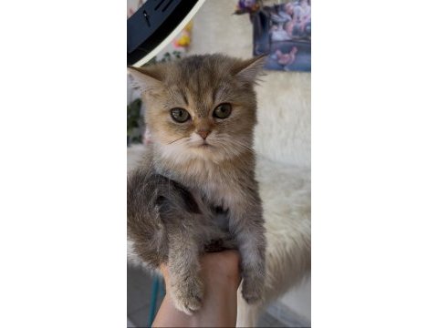 British shorthair golden yeşil göz dişi yavru