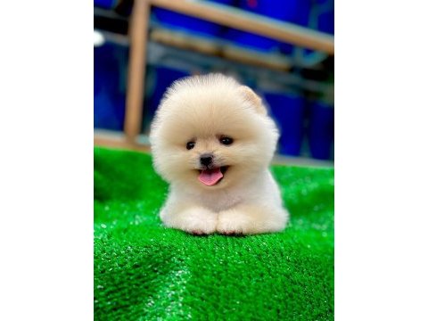 Türkiye’nin en güzeli ayıcık pomeranian boo