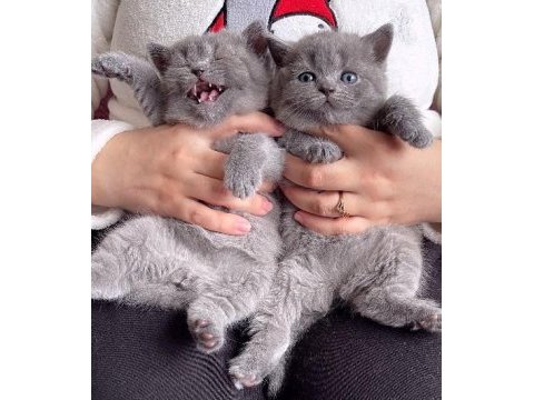 British shorthair yavruları