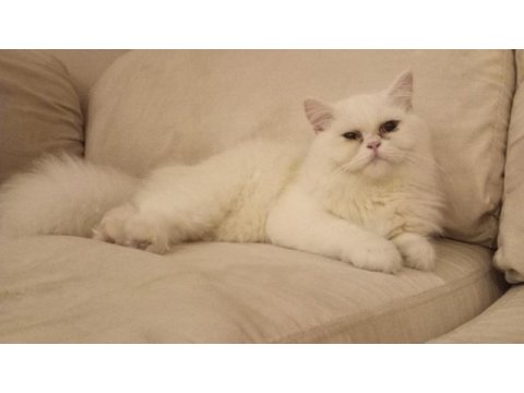 British longhair püskül hanıma yuva