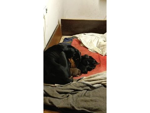 Evde baktığımız 2. doberman yavrularımız