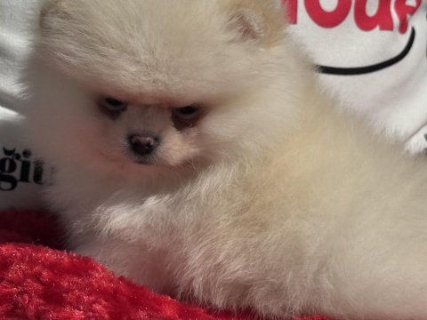 Show kalite pomeranian boo yavrularımız