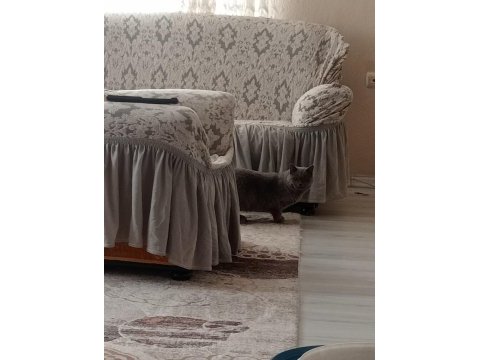 British shorthair erkek yavrumuz