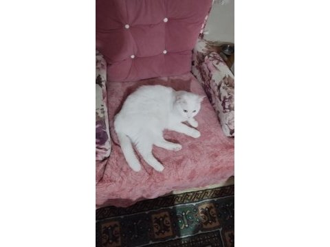 Kedimizi ücretsiz sahiplendirme acil
