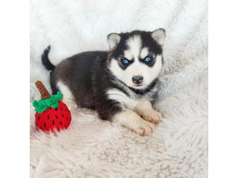 Safkan husky yavrularım