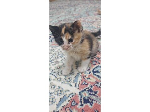 Minik kedilere yuva arıyorum