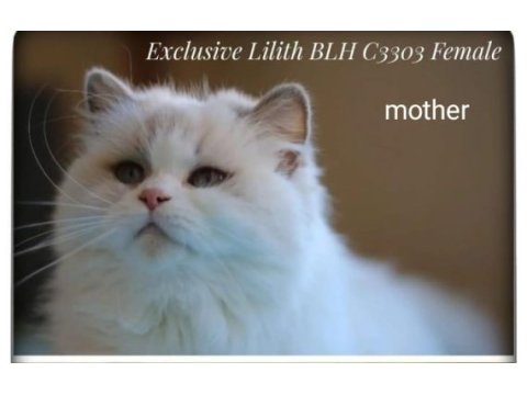 Full secereli 8 aylık erkek british longhair