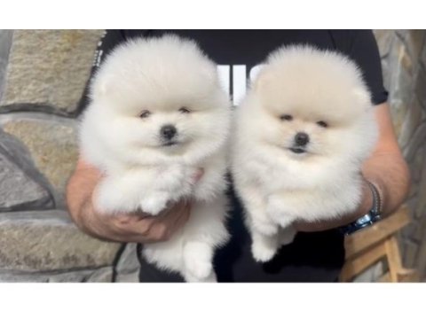 Pomeranian boo bebekler aşılı kimlikli