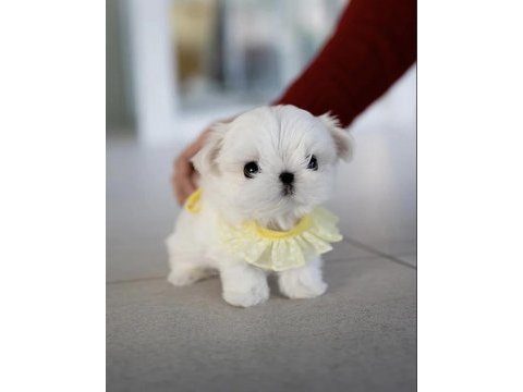 Yarışma düzeyi 0 boy kore maltese terrier jack