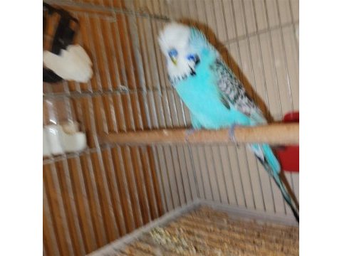 Erkek show jumbo muhabbet kuşu