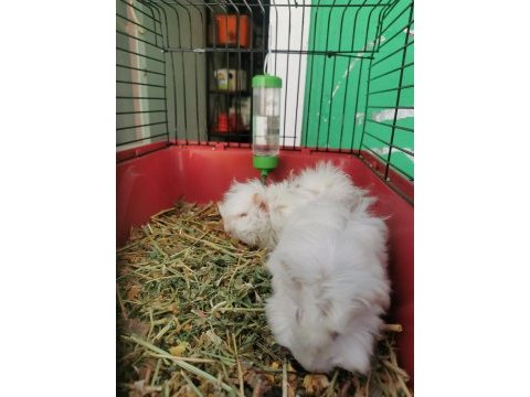 Her renkten guinea pig bebeklerim mevcut