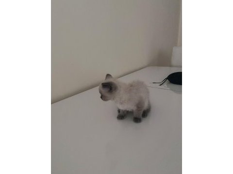 British shorthair gri füme