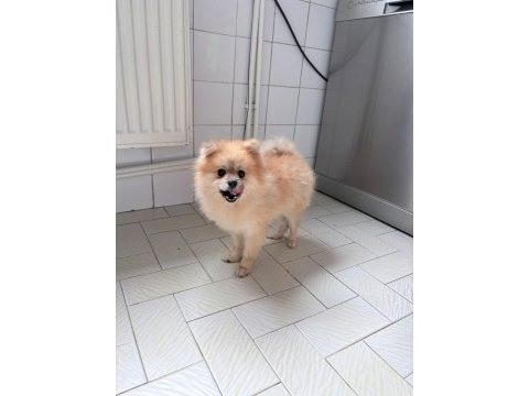 Pomeranian boo köpeği