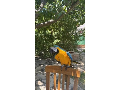 İsmi rıfkı evraklı macaw
