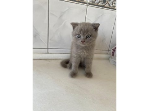 Sevimli british kızlarımız