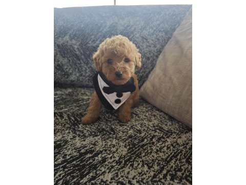 Toy poodle erkek kuyruksuz