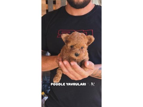 Teddy kore poodle yavruları
