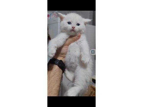British shorthair kedimiz