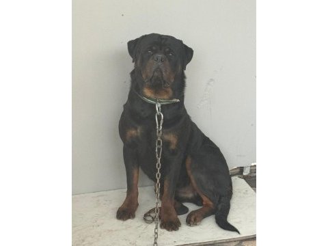 Tecrübeli aileler için asil ve sadık rottweiler yavrular