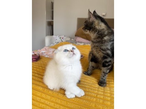 Scottish fold beyaz