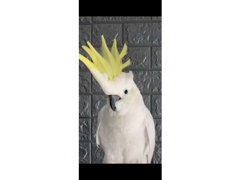 Full evcil kakadu papağanı