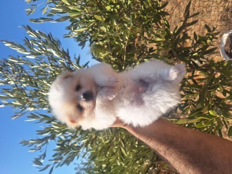 Pomeranian boo dişi erkek yavrular