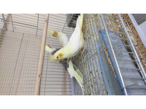 2.5 aylık ev üretimi sultan papağanı kuşlar
