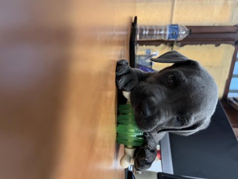 Cane corso kızımıza yeni yuva arıyoruz
