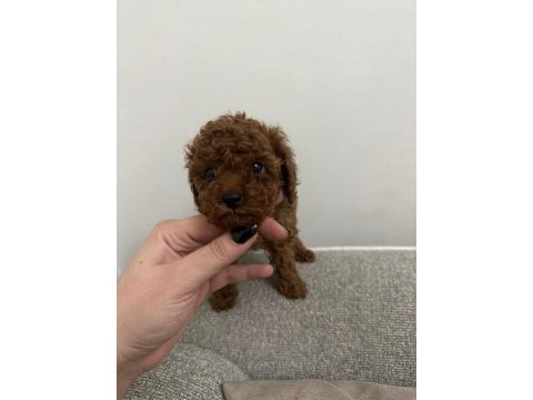 Dark redbrown kore dişi poodle