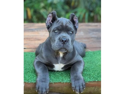 Ruhsatlı köpek çiftliğinden cane corso yavrular