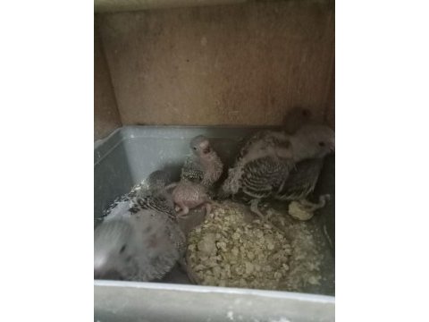 5 ile 6 yavrulu bakıcı muhabbet kuşu çiftler