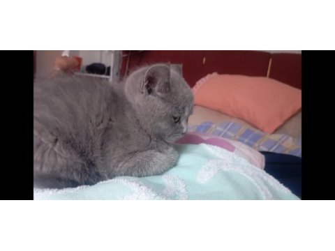 Minik erkek ve beyaz melek kedimiz