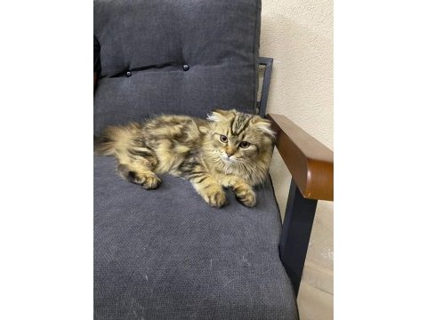 4 aylık safkan scottish fold longhair