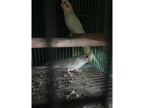 Albino lutino sultan yeni eşleme