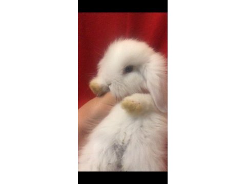 Hollanda lop yavru tavşan