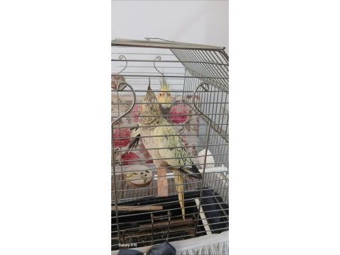 Sultan papağanı erkek aşkım diye konuşuyor