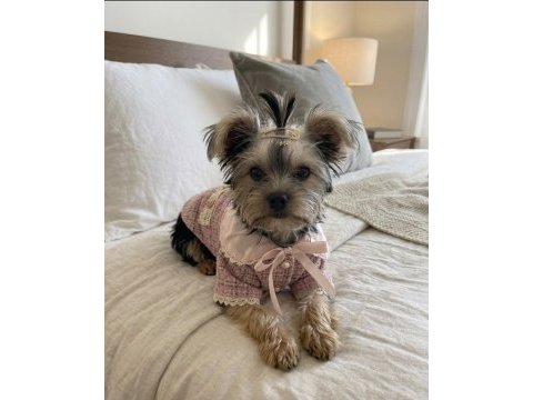 Barbie prenses yorkshire terrier