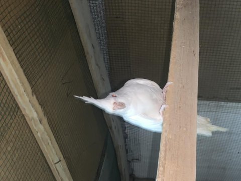 Yavru albino sultan papağanı beyaz