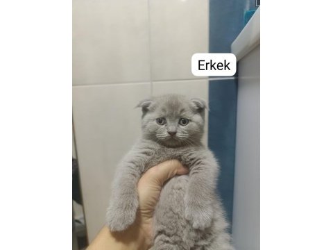 Scottish fold 55 günlük kediler