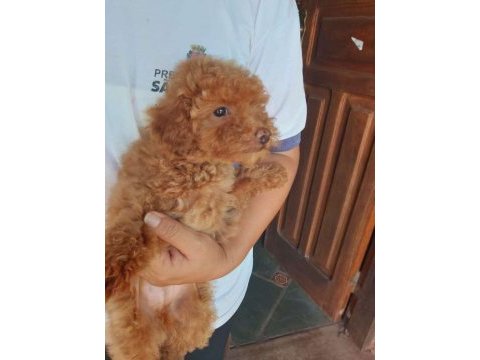 Baby yavrular yeni yuvalarını bekliyor toy poodle