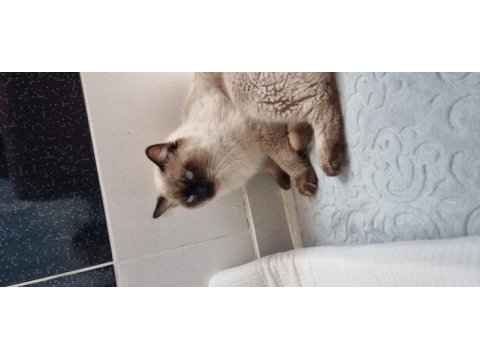 Safkan full şecereli ragdoll