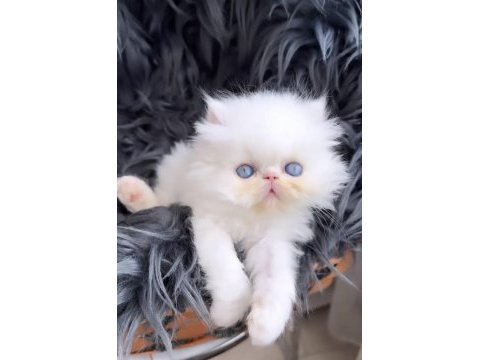 İran persian