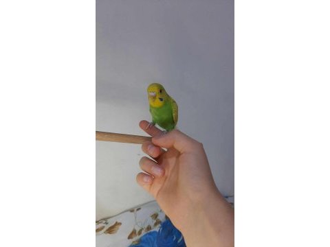3 aylık yavru muhabbet kuşu egitmelik konuşturulmalık
