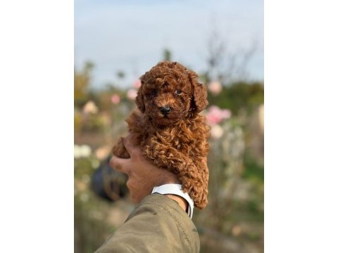 Baba 1.4 kore (dark red) anne 2 kg toy poodle red brown