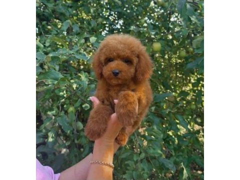  toypoodle yavrularımız 
