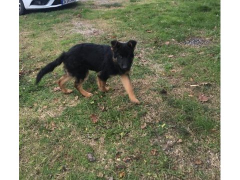 4 aylık safkan erkek alman çoban köpeği