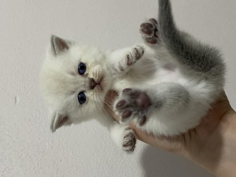 Scottish fold & scottish straight bebekler
