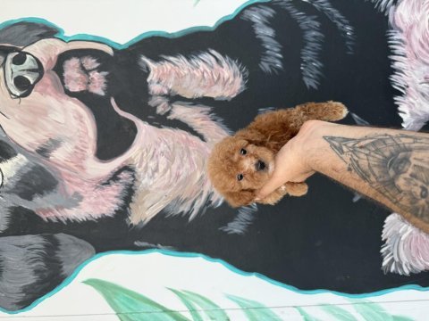 A kalite mini boy maltipoo
