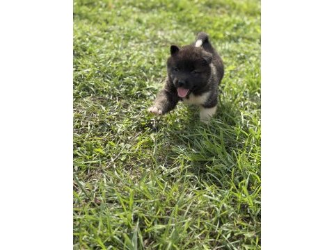 Safkan amerikan akita yavrular