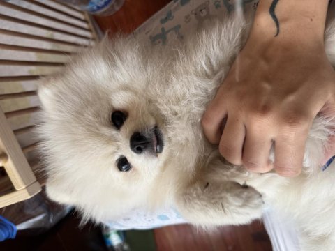 13 aylık erkek pomeranian boo - orjinal ırk aşıları tam